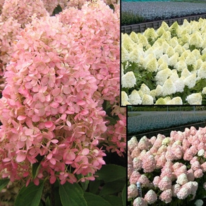Hortenzija šluotelinė (Hydrangea paniculata) &#039;Magical Sweet Summer&#039;