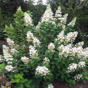 Hortenzija šluotelinė (Hydrangea paniculata) &#039;Great Escape&#039;