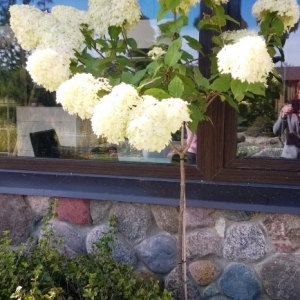 Hortenzija šluotelinė (Hydrangea paniculata) &#039;Limelight&#039; (medelis)