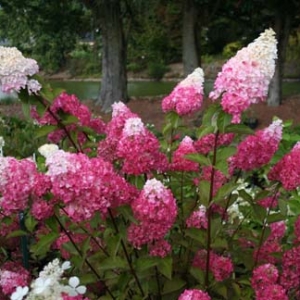 Hortenzija šluotelinė (Hydrangea paniculata) &#039;Fraise Melba&#039;