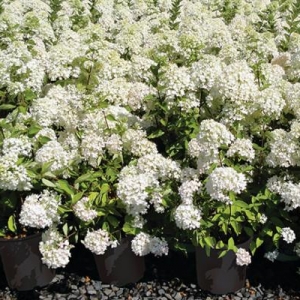 Hortenzija šluotelinė (Hydrangea paniculata) &#039;Bombshell&#039;