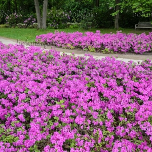 Azalija japoninė (Rhododendron) &#039;Konigsten&#039;