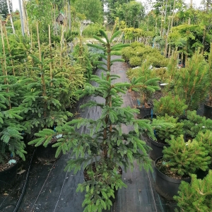 Eglė ajaninė (Picea  jezoensis)  &#039;Landis&#039;