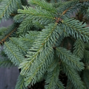 Eglė baltoji (Picea glauca) &#039;Blue Star&#039;