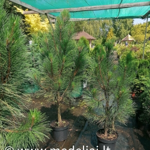 Pušis juodoji (Pinus nigra) &#039;Green Rocket&#039;