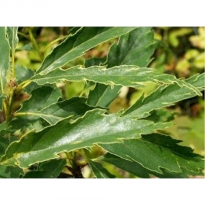 Ąžuolas bekotis (Quercus petraea)&#039;Insecata&#039;