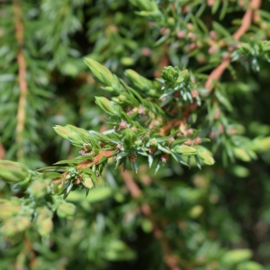 Kadagys paprastasis (Juniperus communis) &#039;Greenmantle&#039;
