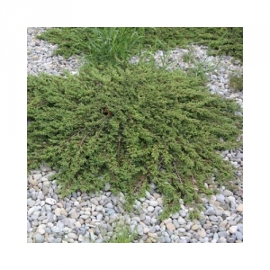 Kadagys paprastasis (Juniperus communis ) &quot;Repanda&quot;