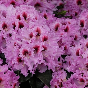 Rododendras (Rhododendron) &#039;Kabarett&#039;
