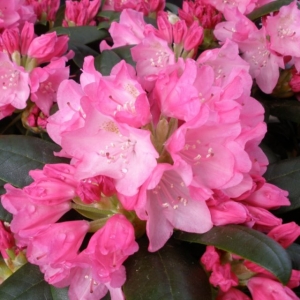 Rododendras (Rhododendron) &#039;Kalinka&#039;