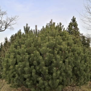 Pušis kalninė (Pinus mugo)
