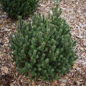 Pušis kalninė (Pinus mugo) &#039;Kissen&#039;
