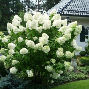 Hortenzija šluotelinė (Hydrangea paniculata) &#039;Polar Bear&#039;