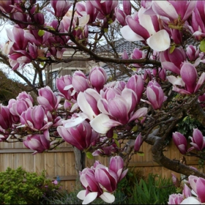 Magnolija sulanžo (Magnolia soulangeana) &#039;Rustica Rubra&#039;