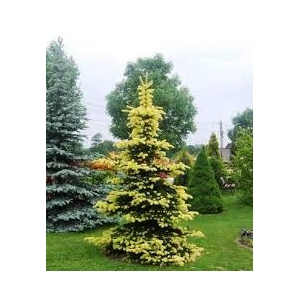Eglė dygioji (Picea pungens) &#039;Maigold&#039;