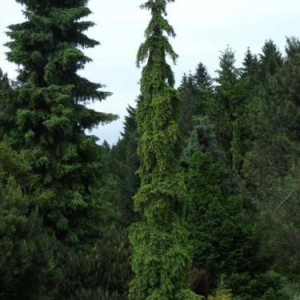 Eglė paprastoji (Picea abies) &#039;Rothenhaus&#039;