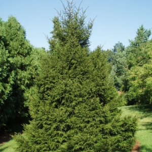 Eglė rytinė (Picea orientalis) &#039;Gracilis&#039;