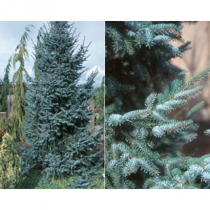 Eglė serbinė (Picea omorika) &#039;Bruns&#039;