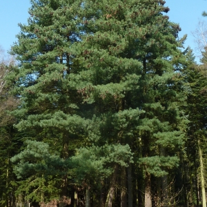 Pušis balkaninė (Pinus peuce)