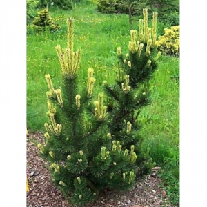 Pušis kalninė (Pinus mugo) &#039;Pal Maleter&#039;