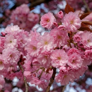 Sakura (Prunus serrulata) &#039;Kanzan&#039;