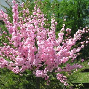 Migdolas triskiautis (Prunus triloba)