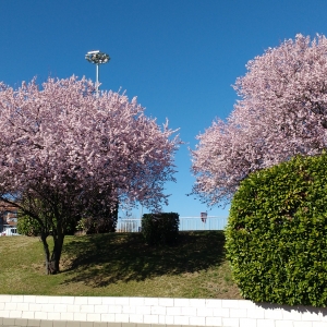 Slyva kaukazinė (sakura) (Prunus cerasifera) &quot;Pissardii&quot;