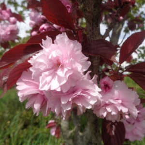 Sakura (Prunus serrulata) &#039;Royal Burgundy&#039;