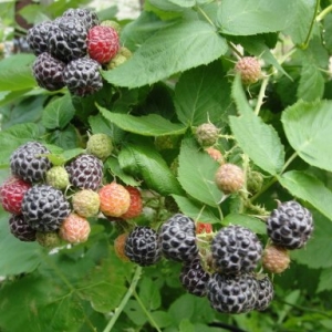 Avietė (Rubus) &#039;Black Jewel&#039;