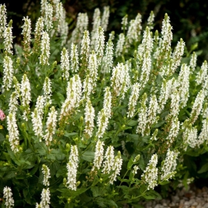 Šalavijas gojinis (Salvia nemorosa)  &#039;Salute White&#039;