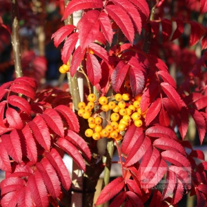 Šermukšnis paprastasis (Sorbus aucuparia) &#039;Autumn Spire&#039;