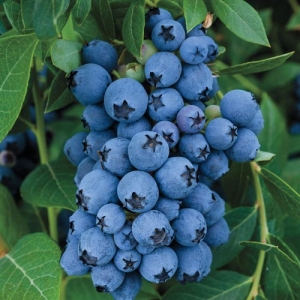Šilauogė  sodinė (Vaccinium x covilleanum) &#039;Early Blue&#039;