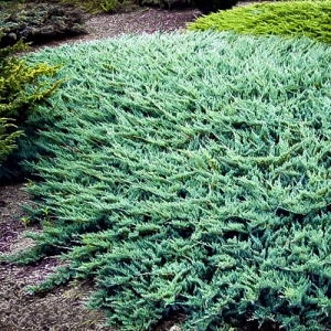 Kadagys horizontalusis (Juniperus horizontalis) &#039;Wiltonii&#039;