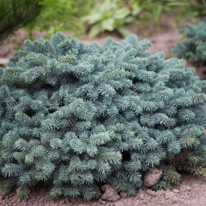 Eglė dygioji (Picea pungens) &#039;Waldbrun&#039;