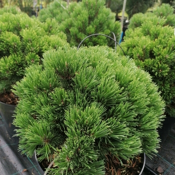 Pušis kalninė (Pinus mugo) 'Sherwood Compact'