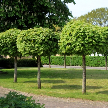 Klevas paprastasis (Acer platanoides) 'Globosum'