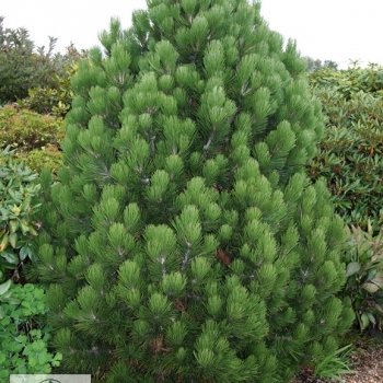 Pušis baltažievė (Pinus leucodermis) 'Compact Gem'