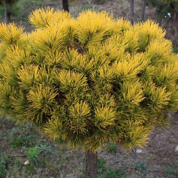Pušis kalninė (Pinus mugo) 'Ophir'