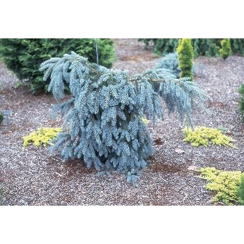 Eglė dygioji (Picea pungens) 'Glauca Pendula'
