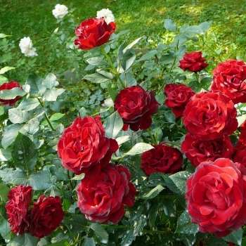 Rožė (Rosa) 'Hommage a Barbara'