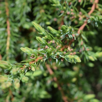 Kadagys paprastasis (Juniperus communis) 'Greenmantle'