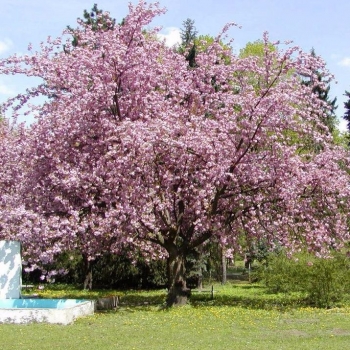Sakura (Prunus serrulata) 'Kanzan'