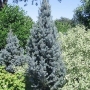 Eglė dygioji (Picea pungens) 'Iseli Fastigiate'