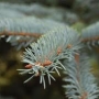 Eglė dygioji (Picea pungens) 'Koster'