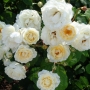 Rožė (Rosa) 'Taxandria'