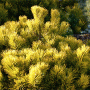 Pušis kalninė (Pinus mugo) 'Carsten's Wintergold'