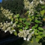 Hortenzija šluotelinė (Hydrangea paniculata) Medelis