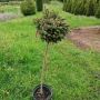 Eglė serbinė (Picea omorika) 'Peve Tinj'