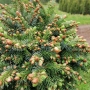 Eglė serbinė (Picea omorika) 'Peve Tinj'