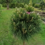 Pušis kalninė (Pinus mugo) 'Varella' Pa